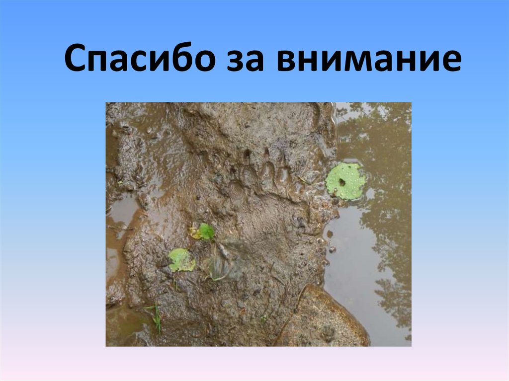 Спасибо за внимание