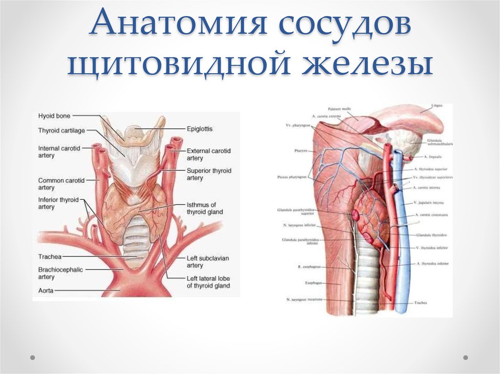 Артерии щитовидной железы. Кровоснабжение щитовидной железы анатомия схема. Щитовидная железа кровоснабжение и иннервация. Артерии кровоснабжающие щитовидную железу. Ветви кровоснабжающие щитовидная железа.