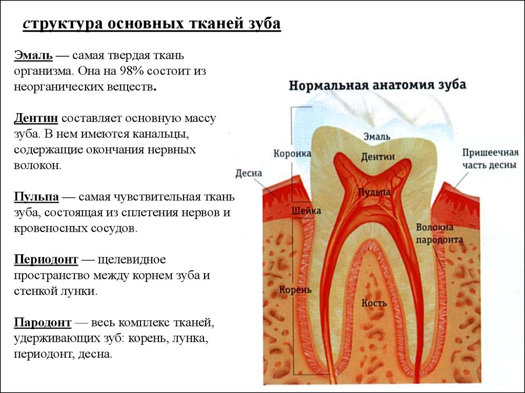 В какую систему входит зуб. Строение и функции твердых тканей зуба пульпы и периодонта. Строение зуба анатомия части и ткани. Гистологическое строение твердых тканей зуба. Строение твердых тканей зуба гистология.