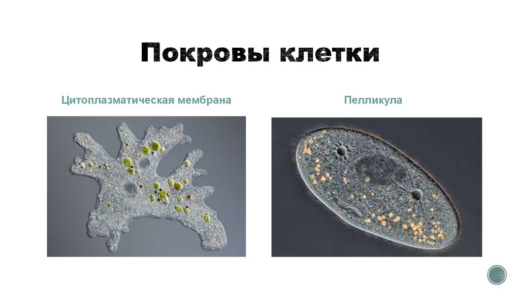 Одноклеточные ткани. Покровы тела одноклеточных организмов. Пелликула одноклеточных. Пелликула у протистов. Пелликула простейших строение.