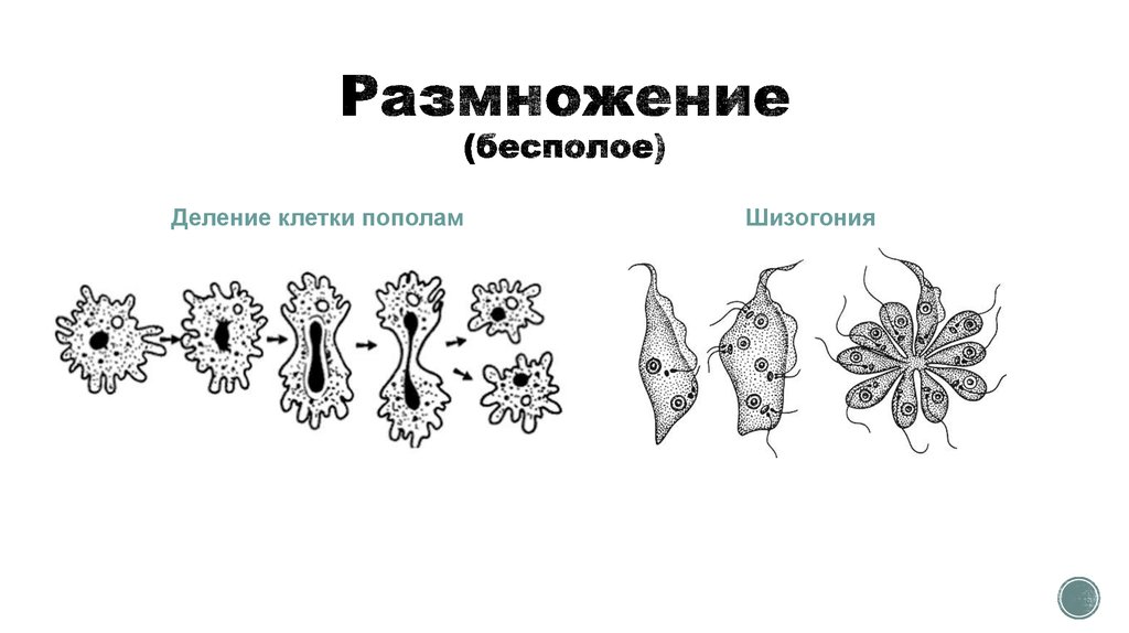 План конспект урока протисты 6 класс