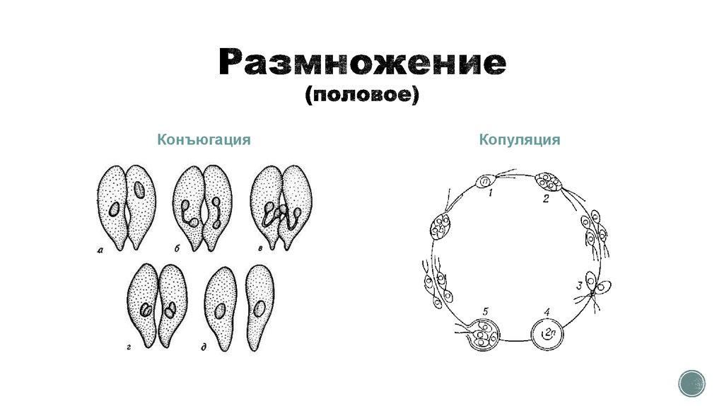 Рисунок размножение и развитие. Формы полового размножения конъюгация. Формы полового процесса конъюгация. Конъюгация и копуляция. Типы размножения простейших схема.