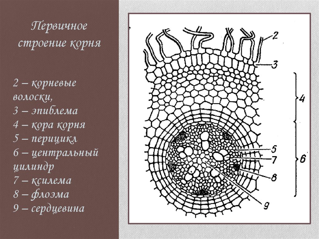 Схема корня растения