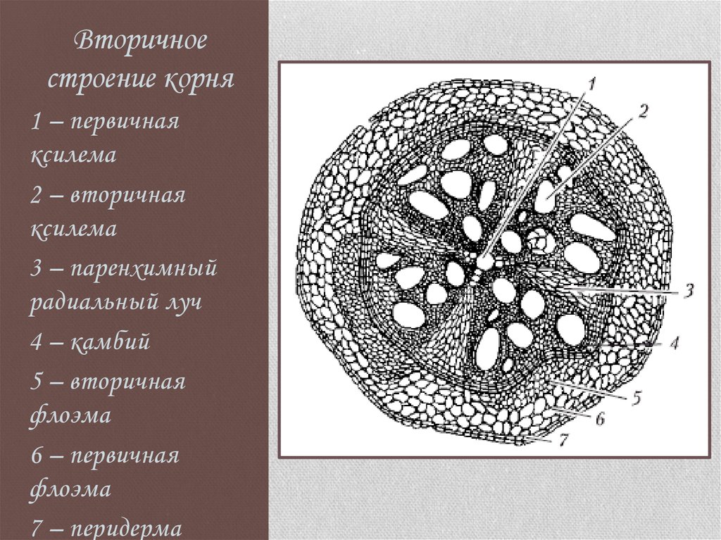 Строение корня стебля