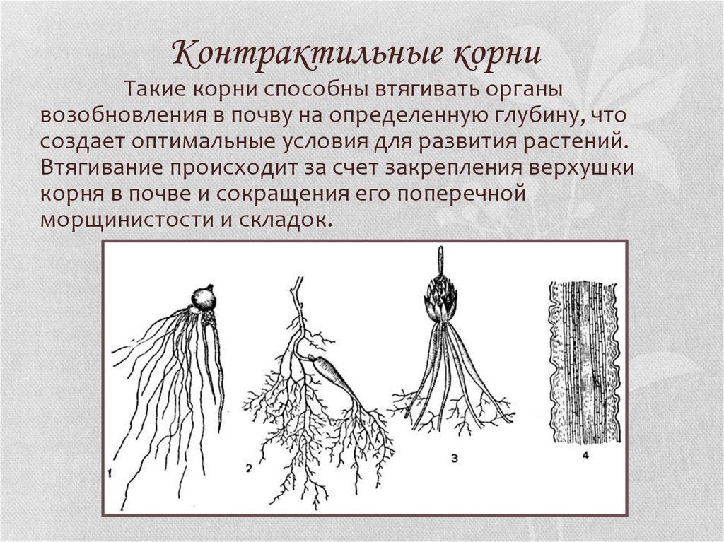 Виды измененные корни. Контрактильные («втягивающие») корни. Корень и корневая система. Строение корня и корневых систем. Строение корневища.