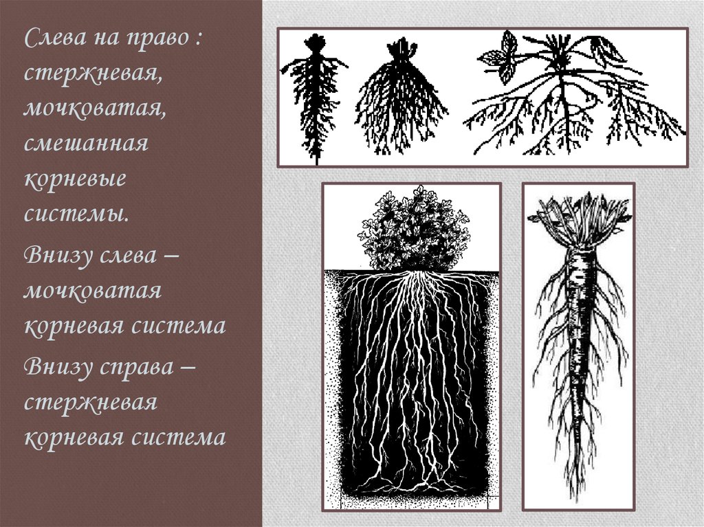 Какая корневая система изображена на рисунке. Стержневая мочковатая и смешанная корневая система. Стержневая система корня. Смешанная корневая система. Стержневой корень.