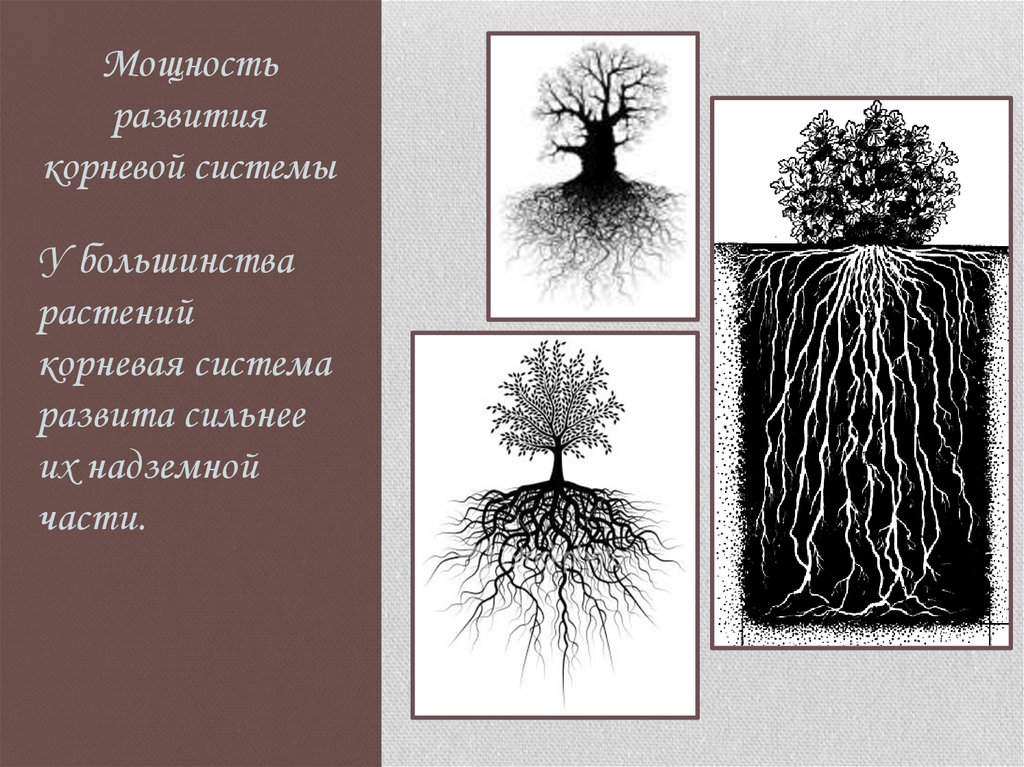 Что значит корневая система. Корневая система. Развитие корневой системы. Формирование корневой системы. Корневые системы растений.
