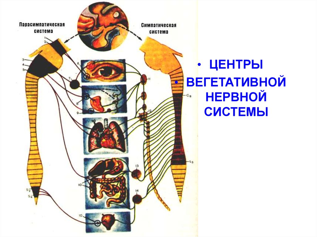 Как выглядит вегетативная