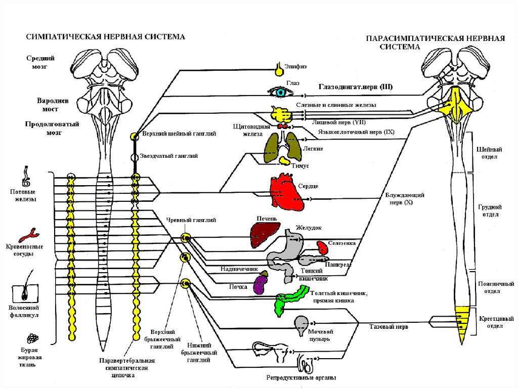 Схема строения вегетативной нервной системы схема