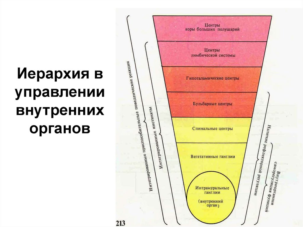 Управление внутренними органами. Иерархия в управлении деятельностью внутренних органов. Органы внутреннего управления. Деятельностью внутренних органов управляет. Система, управляющая работой внутренних органов.