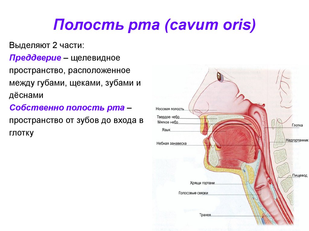 Пространство расположенное. Полость рта отделы строение. Полость рта функции отдела. Строение собственно полость рта.