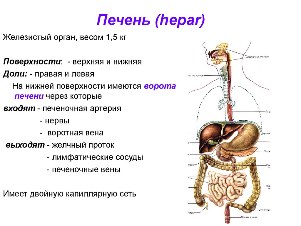 Частью каких систем является человек. Печень какая система органов. Печень это орган пищеварительной системы. Пищеварительная система анатомия печень. Печень относится к:печеночной системе.