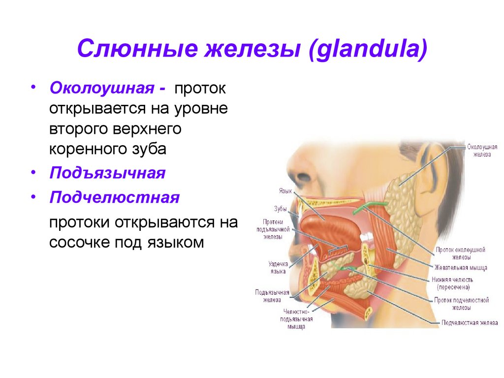 Околоушная железа является. Выводные протоки слюнных желез схема. Слюнные железы строение расположение функции. Железы слюнные железы расположение. Проток околоушной слюнной железы.