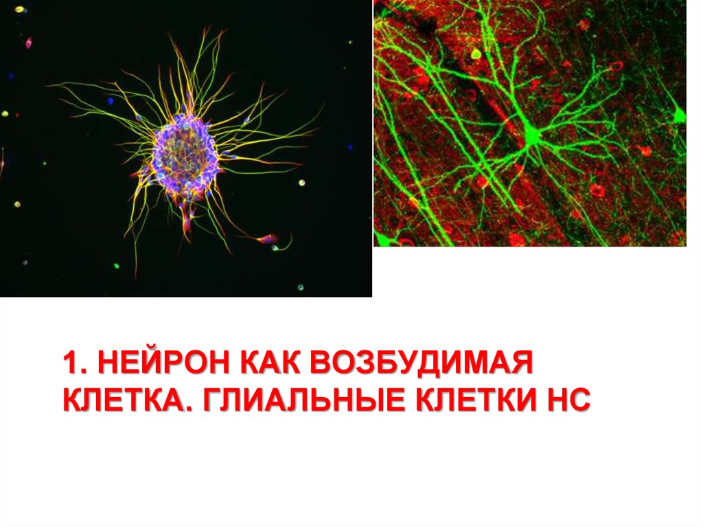 Взаимосвязь строения и функции холинергического синапса презентация