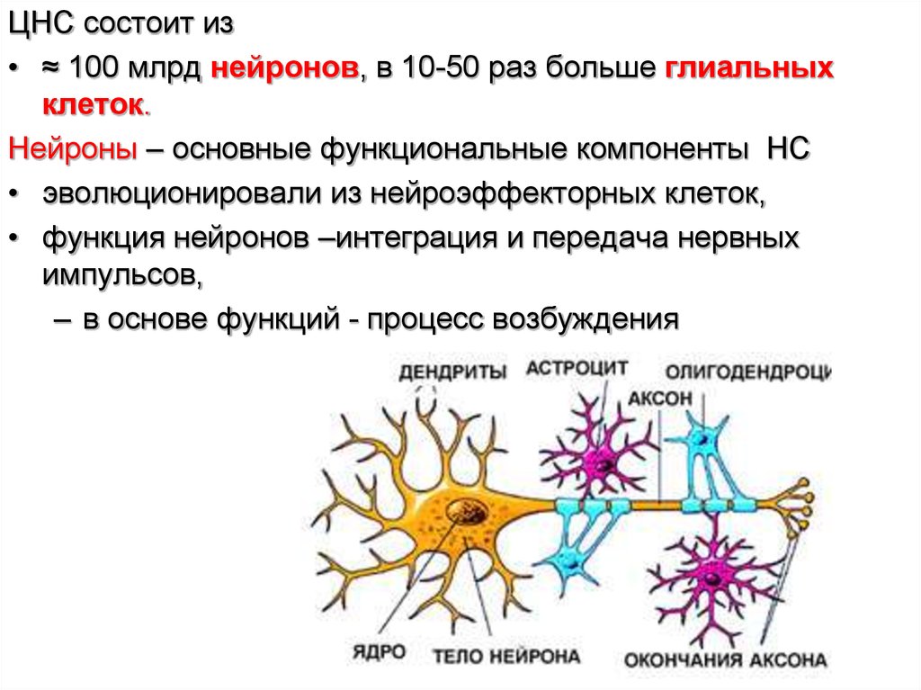 Основная клетка нервной системы. Нейронов и нейроглии строение и функции нейрона. Схема нервная ткань Нейрон нейроглия. Глиальные клетки спинного мозга. Нейроглия в спинном мозге.