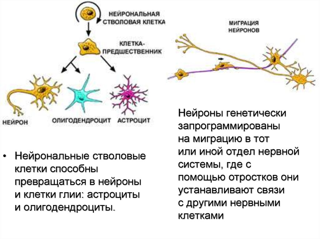 Осуществляет связь между нейронами какой нейрон. Нейрональные стволовые клетки. Нейрональная стволовая клетка. Клетки глии. Нейроны астроциты олигодендроциты.