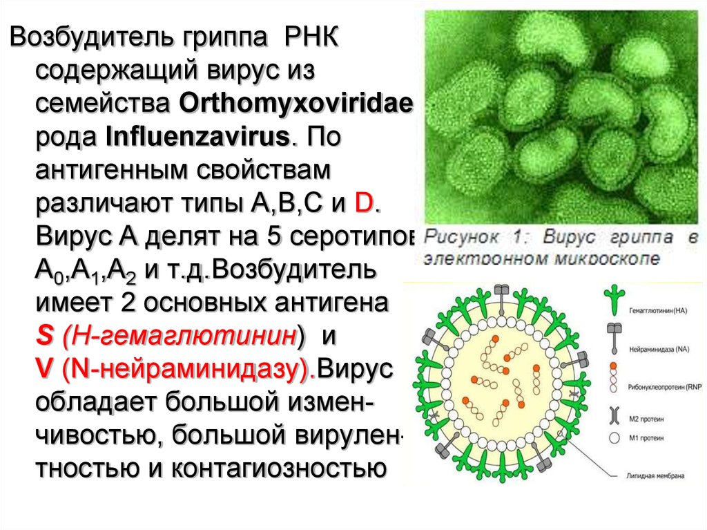 Вирус гриппа группа. Возбудитель гриппа строение вируса. Семейство вирусов возбудитель гриппа. Возбудитель гриппа Orthomyxoviridae. РНК-содержащий вирус сем. Orthomyxoviridae.