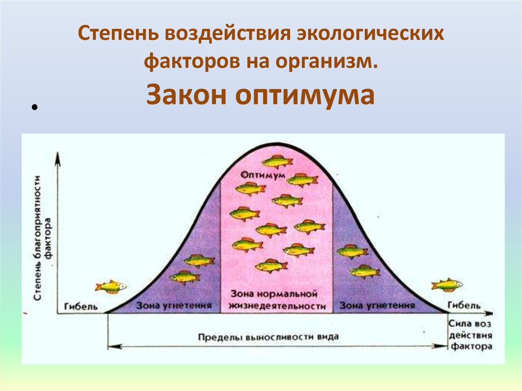 Закон оптимума рисунок