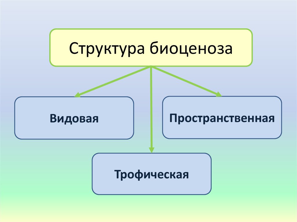 Структура биоценоза