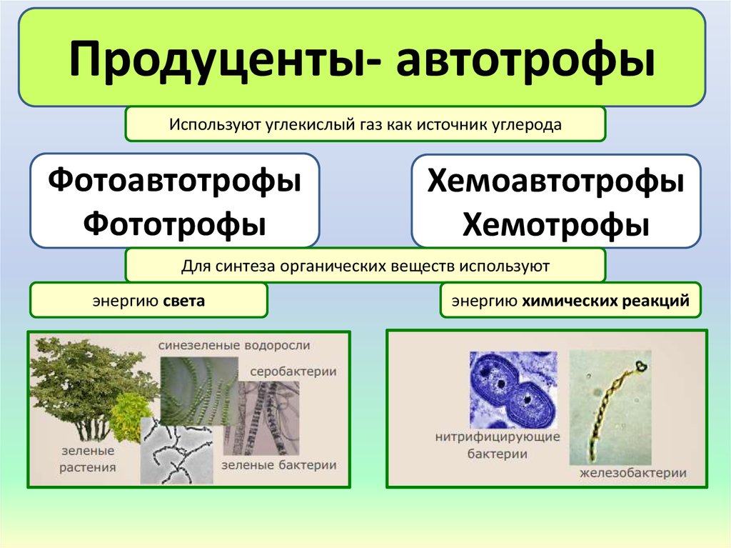 Автотрофный тип питания. Хемотрофы Тип питания. Автотрофный Тип питания хемотрофы. Питание бактерий фототрофы и хемотрофы. Автотрофы хемоавтотрофы фотоавтотрофы.