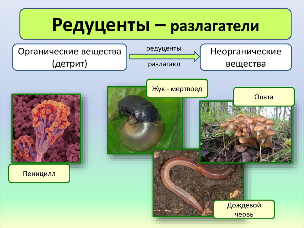 Группа живых организмов название. Редуценты Разрушители грибы. Редуценты примеры. Редуценты это в биологии. Организмы редуценты.