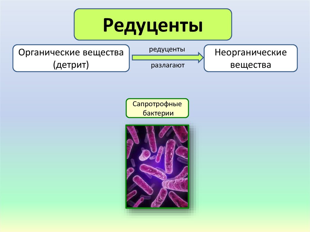 Гнилостные бактерии редуценты