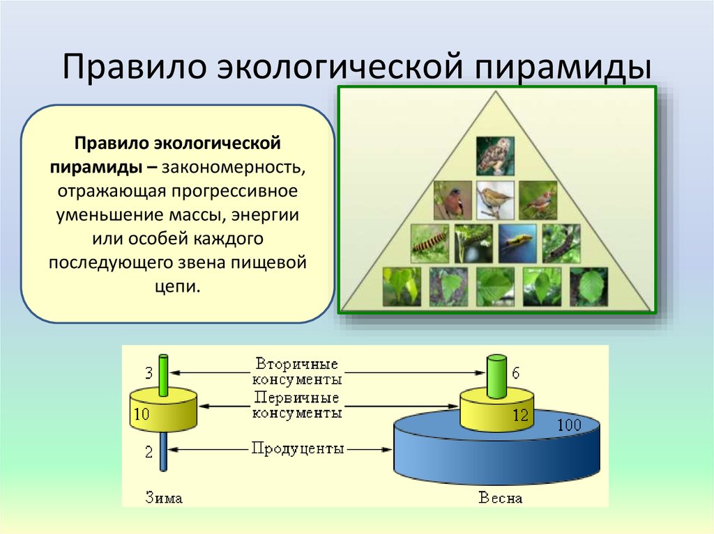 В чем сущность правила экологической пирамиды. Правило экологической пирамиды. Экологическая пирамида. Правило экологическойпирамилы. Экологическая пирамида прваилр.