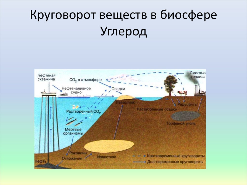 Круговорот веществ и энергии в биосфере схема