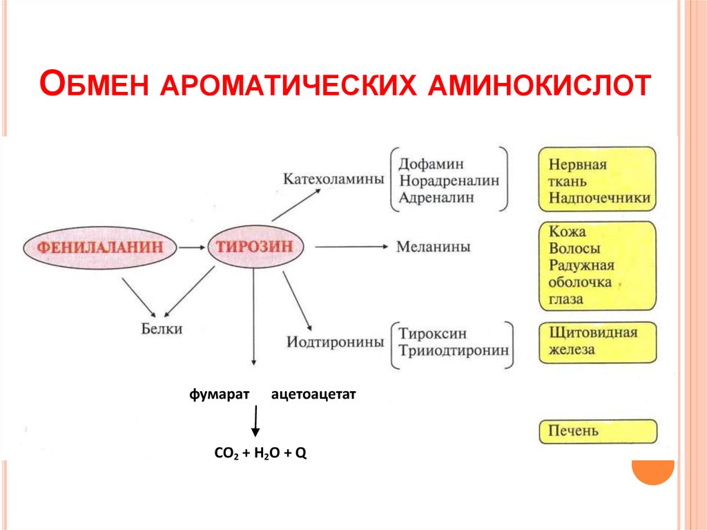 Общая схема источников и путей утилизации аминокислот в тканях