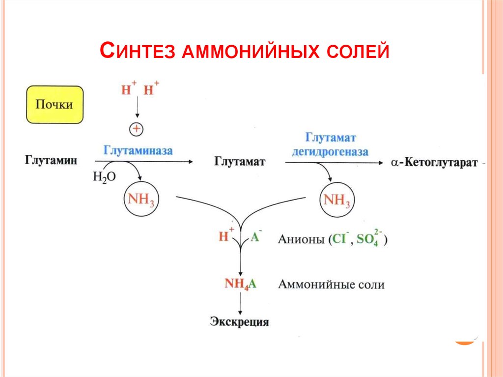 4 синтез. Аммонийные соли Синтез биохимия. Глутамин глутаминаза. Синтез аммонийных солей в почках. Образование солей аммония из глутамина.