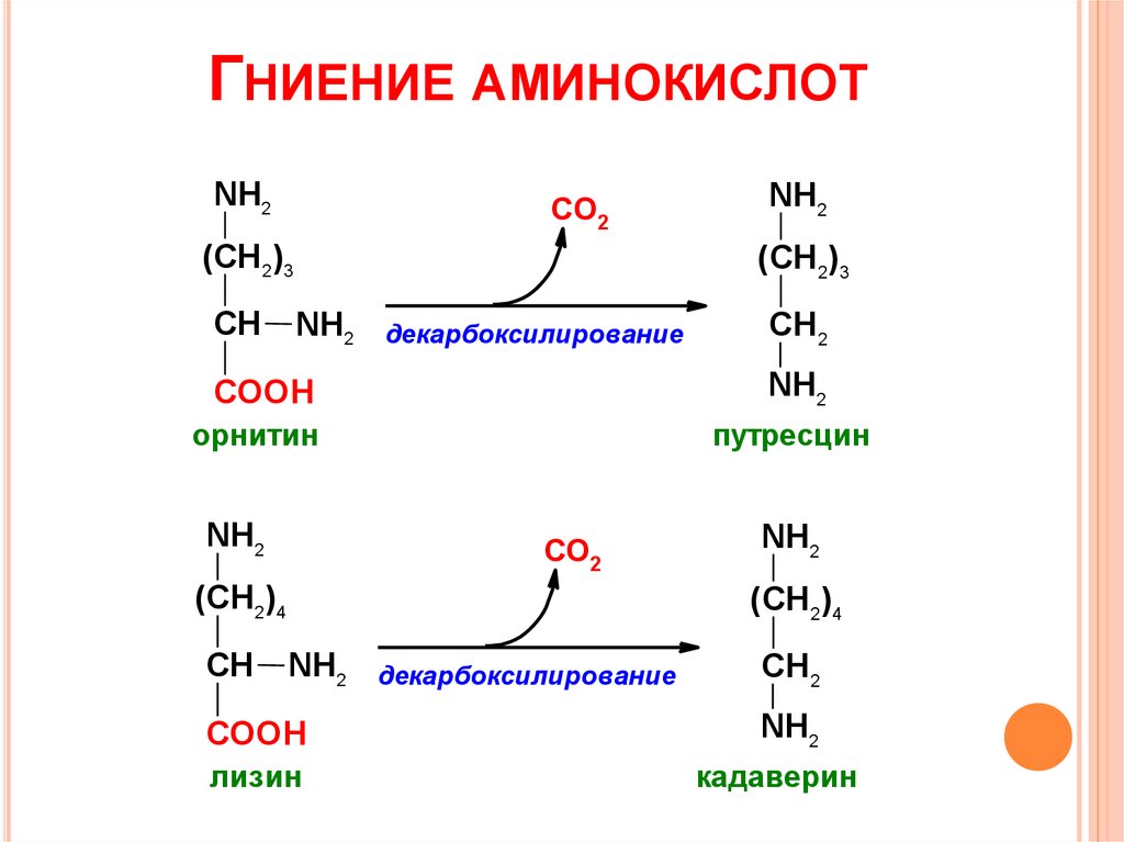 Кадаверин это