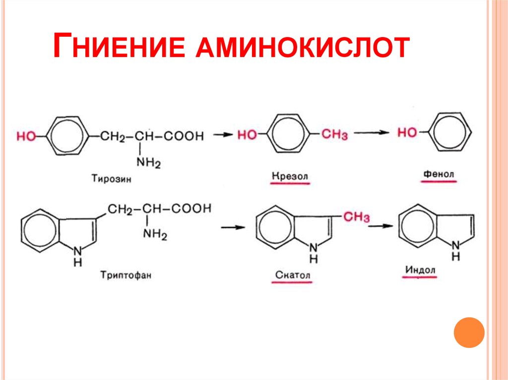 Гниение аминокислот