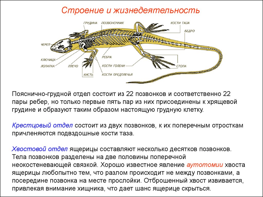 Парные конечности пресмыкающихся. Осевой скелет рептилий позвонки. Пресмыкающиеся пояс передних конечностей. Скелет передних конечностей рептилий. Строение пресмыкающегося.