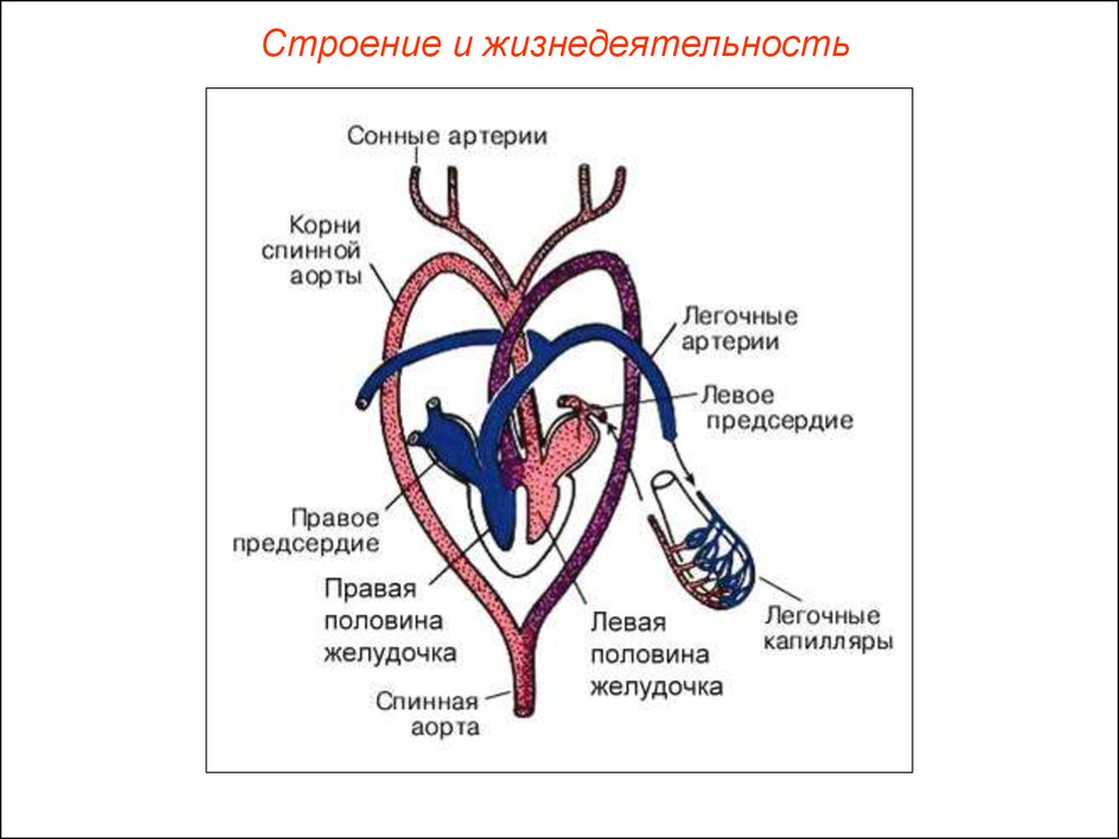 У земноводных сердце трехкамерное с неполной перегородкой. Кровеносная система рептилий схема. Малый круг кровообращения у рептилий. Строение сердца пресмыкающихся схема. Строение кровеносной системы и сердца рептилии.