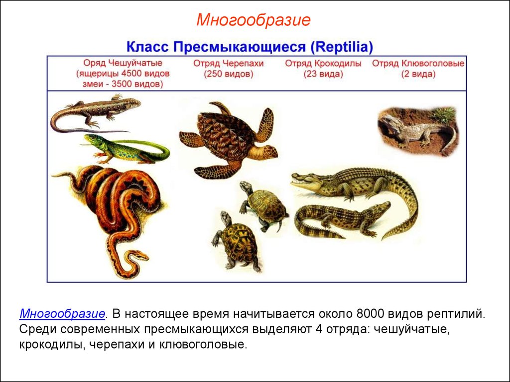 Классификация пресмыкающихся схема. Классификация пресмыкающиеся 7 класс биология. Многообразие пресмыкающиеся 7 класс биология. Классификация рептилий 7 класс. Отряд пресмыкающиеся 7 класс.