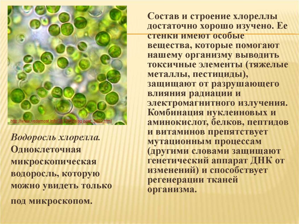 В каких биотехнологиях используют одноклеточные водоросли. Одноклеточные зеленые водоросли хлорелла. Хлорелла одноклеточная. Одноклеточная водоросль хлорелла. Зеленые водоросли хлореллы строение.