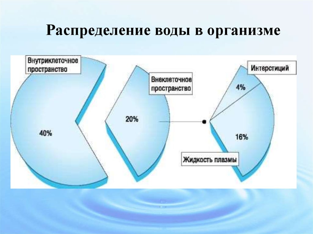 Жидкость в пространстве. Распределение воды в организме. Распределение жидкости в организме человека. Распределение воды в организме человека. Схема распределения воды в организме.