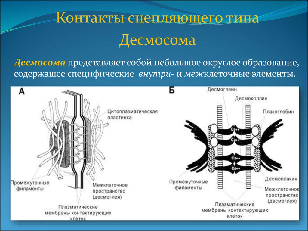 Сложные соединения клеток. Десмосома межклеточное соединение. Схема строения межклеточных контактов. Десмосома гистология. Типы межклеточных соединений.