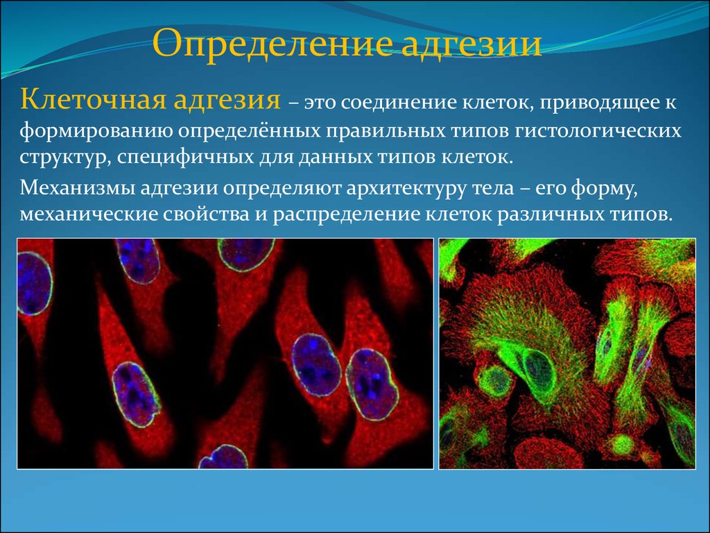 Мизонлайн это. Адгезия клеток. Межклеточная адгезия. Адгезия гистология. Адгезия клеток в онтогенезе.