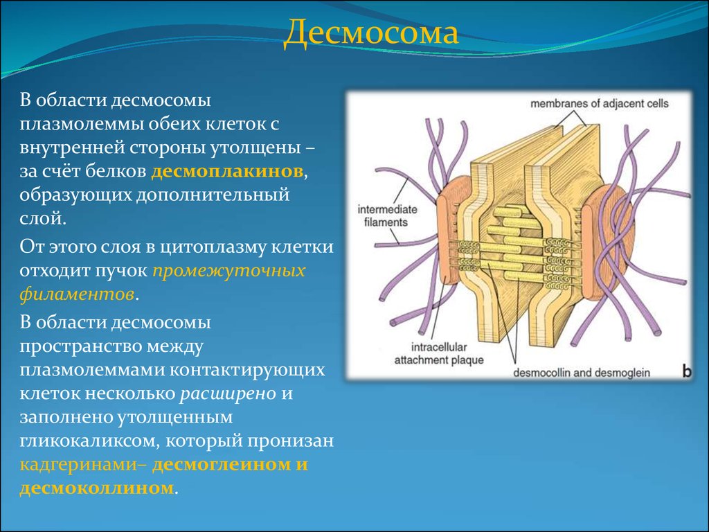 Пластинка прикрепления. Десмосома и полудесмосома. Десмосома гистология. Функции десмосомы гистология. Точечная десмосома строение.