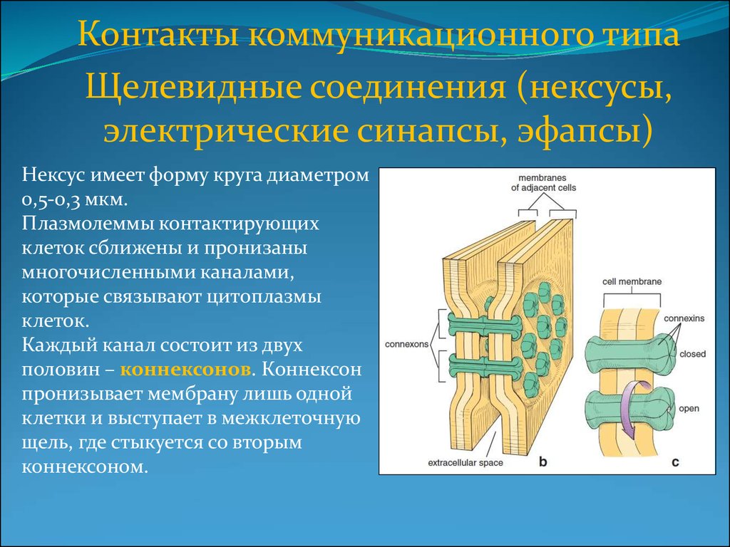 Адгезия клеток/ Межклеточные контакты/ - презентация онлайн