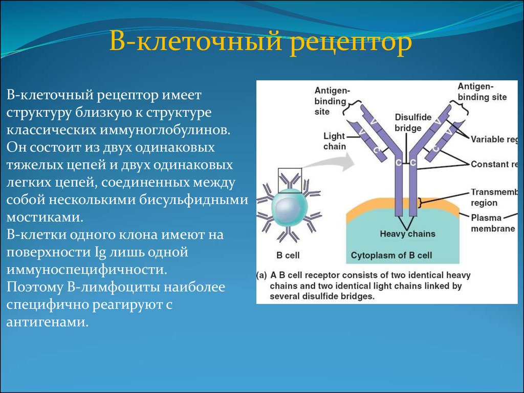 Рецепторы клетки. Строение b клеточного рецептора. Строение BCR рецептора. Строение в-клеточного рецептора BCR. Опишите строение b клеточного рецептора.