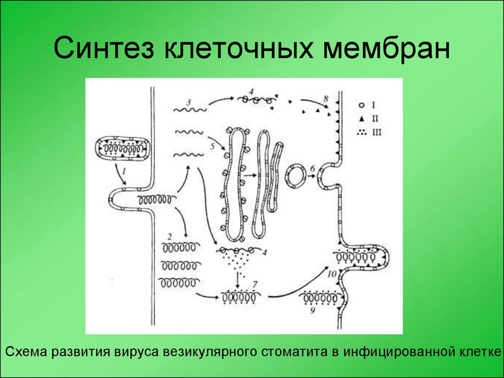 13 синтезы