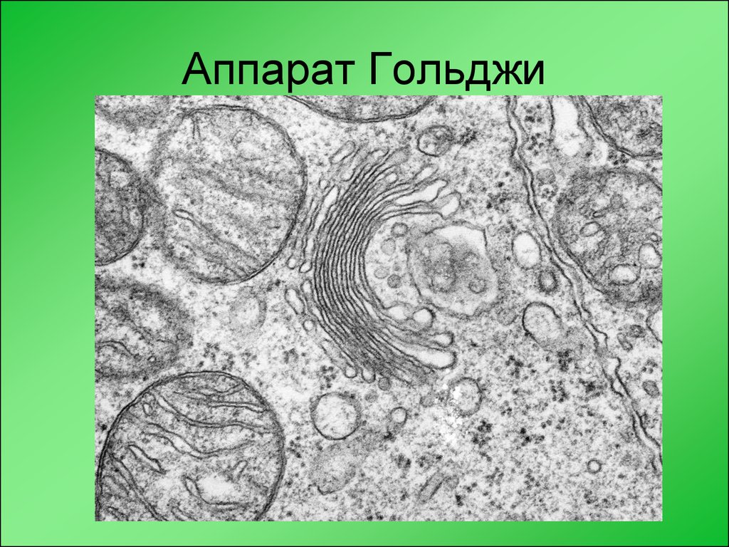 Какова функция органоида электронная микрофотография которого представлена на рисунке