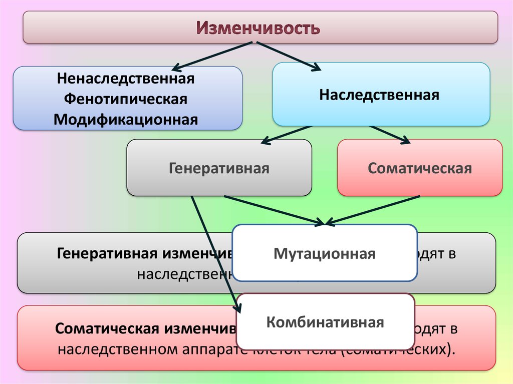 Модификационная и наследственная изменчивость комбинативная изменчивость презентация 10 класс