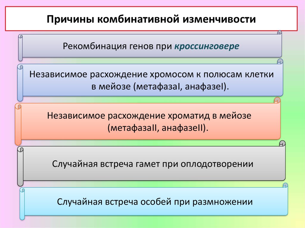 Комбинативная изменчивость презентация 10 класс