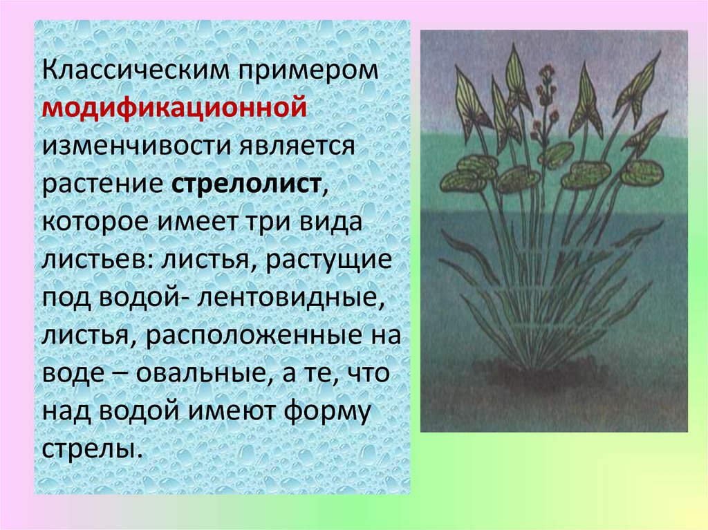 Листья водных растений имеют. Гидрофиты стрелолист. Стрелолист модификационная. Стрелолист обыкновенный модификационная изменчивость. Растение стрелолист модификационная изменчивость.