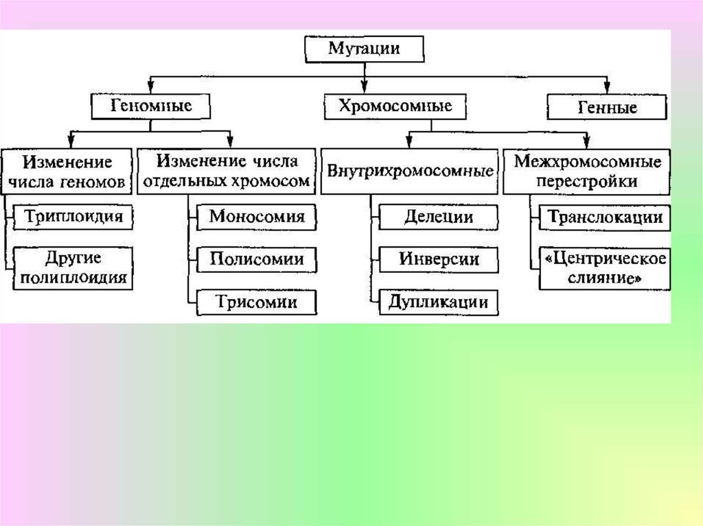 Основные виды мутации. Виды мутаций. Генные хромосомные и геномные мутации. Типы изменчивости. Типы мутаций схема.