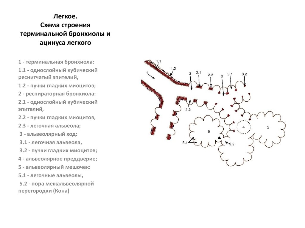 Изучите структурную единицу легкого ацинус сделайте к рисунку обозначения