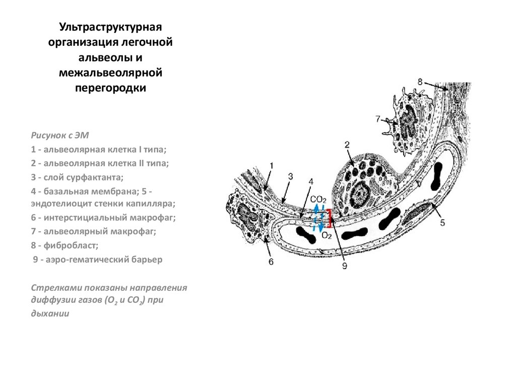 Для описания расчетной схемы паренхимы до деформации вносят допущение о том что все альвеолы